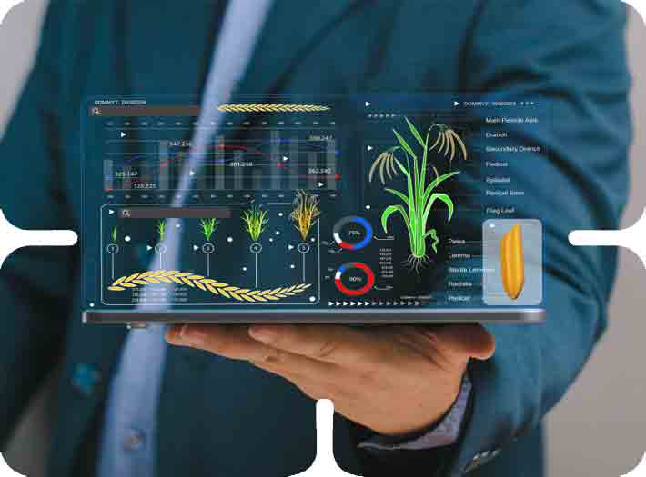 Agritech transformation solution interface showing digital rice crop analysis on a tablet held by a professional.